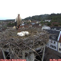 06_50-nest.jpg