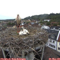 06_55-nest.jpg