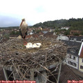 07_00-nest.jpg