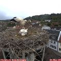 07_05-nest.jpg