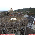 07_10-nest.jpg