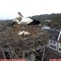 07_15-nest.jpg