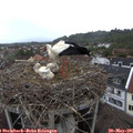 07_20-nest.jpg