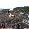 07_25-nest.jpg
