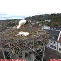 07_30-nest.jpg