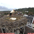 07_35-nest.jpg