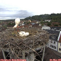 07_45-nest.jpg