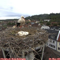 07_50-nest.jpg