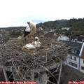 07_55-nest.jpg