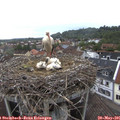 08_00-nest.jpg
