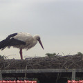 08_05-mast.jpg