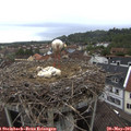 08_05-nest.jpg
