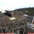 08_10-nest.jpg