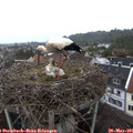 08_20-nest.jpg