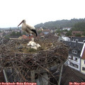 08_25-nest.jpg