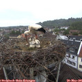 08_30-nest.jpg
