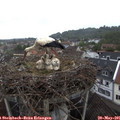 08_35-nest.jpg
