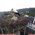 08_40-nest.jpg