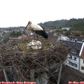 08_45-nest.jpg