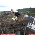 08_50-nest.jpg