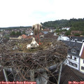 08_55-nest.jpg