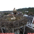 09_00-nest.jpg
