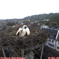 09_05-nest.jpg