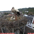09_15-nest.jpg