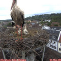 09_20-nest.jpg