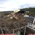09_25-nest.jpg