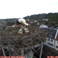 09_30-nest.jpg