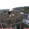 09_35-nest.jpg