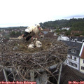 09_40-nest.jpg