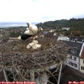 09_45-nest.jpg