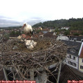 09_50-nest.jpg