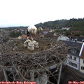 09_55-nest.jpg