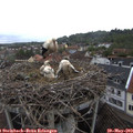 10_00-nest.jpg