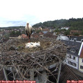 10_05-nest.jpg