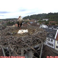 10_10-nest.jpg