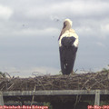 10_15-mast.jpg