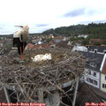 10_15-nest.jpg