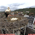 10_20-nest.jpg