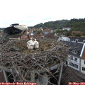 10_25-nest.jpg