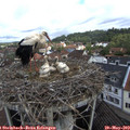 10_30-nest.jpg
