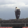 10_35-mast.jpg