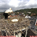 10_35-nest.jpg