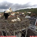 10_40-nest.jpg