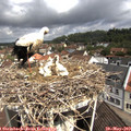 10_45-nest.jpg