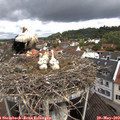 10_50-nest.jpg