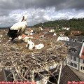 10_55-nest.jpg